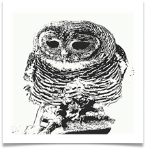 INKY OWL - Steve Hodson